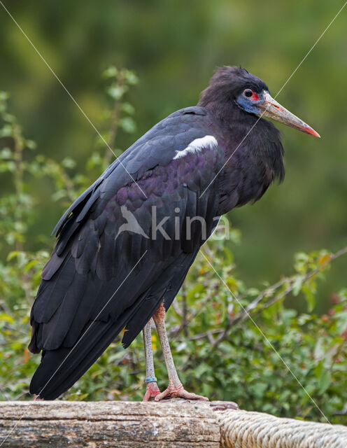 Abdim's stork (Ciconia abdimii)