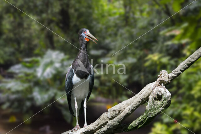 Abdim's stork (Ciconia abdimii)