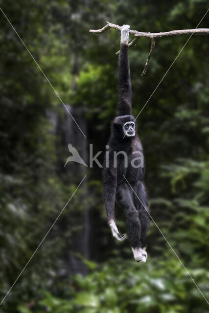 White-handed gibbon (Hylobates lar)