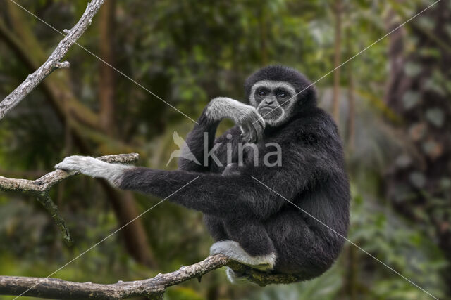 White-handed gibbon (Hylobates lar)