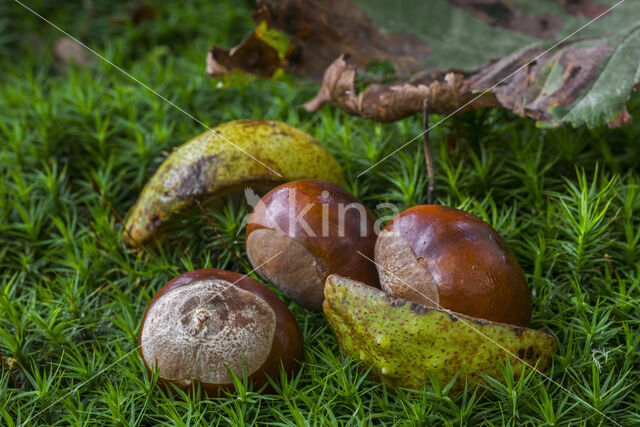 Paardenkastanje (Aesculus hippocastanum)