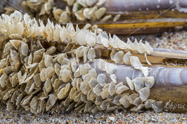 Gevlochten fuikhoren (Nassarius reticulatus)