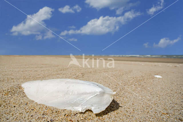 Common Cuttlefish (Sepia officinalis)