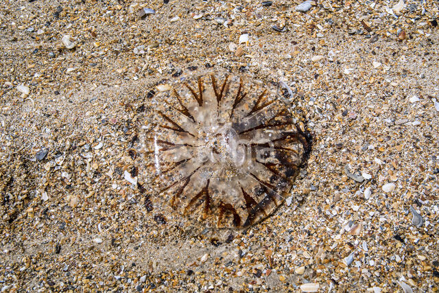 Compass Jellyfish (Chrysaora hysoscella)