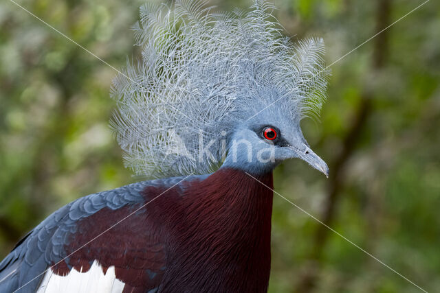 Sclater's crowned pigeon (Goura sclaterii)