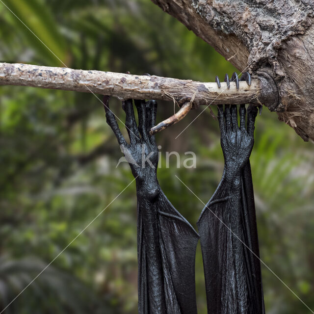 Lyle's flying fox (Pteropus lylei)