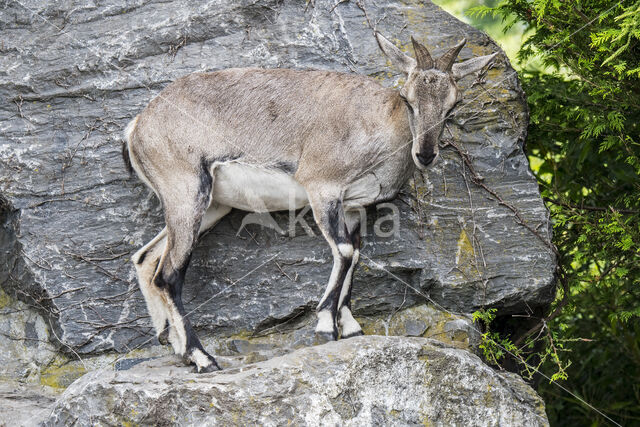 Blue mountain sheep (Pseudois nayaur)