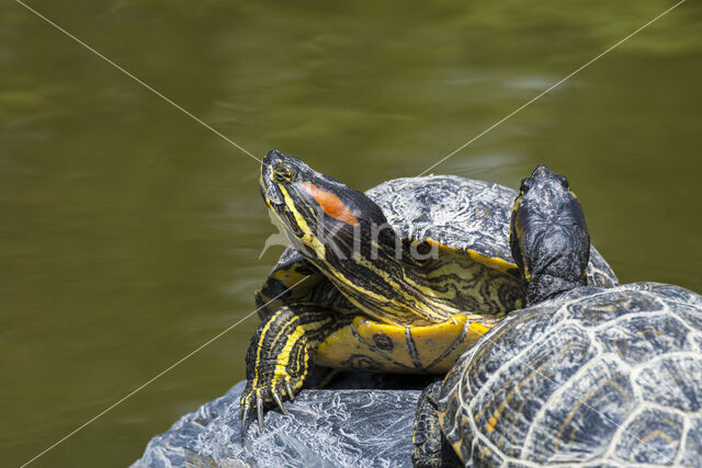 Roodwangschildpad (Trachemys scripta elegans)