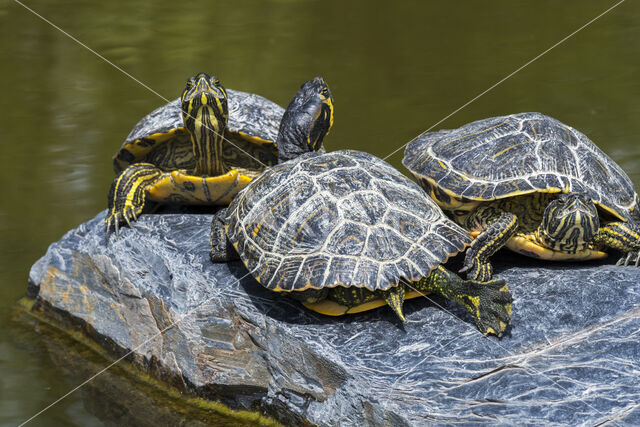 Geelbuikschildpad (Trachemys scripta scripta)