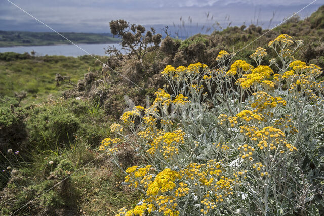 Senecio cineraria