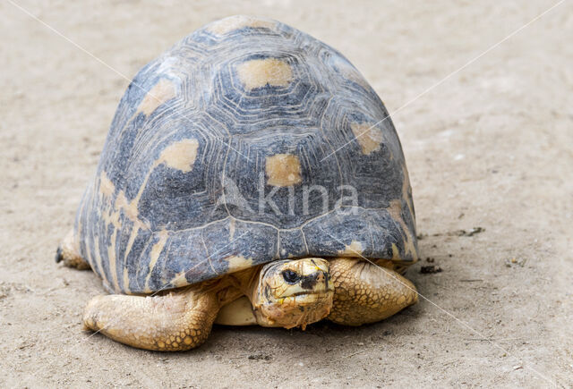 Stralenschildpad (Testudo radiata)