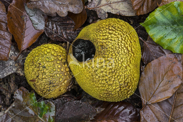 Earthball (Scleroderma aurantium)