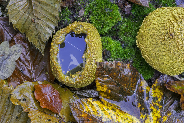 Aardappelbovist (Scleroderma aurantium)