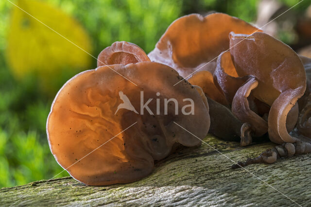 Jew's Ear (Hirneola auricula-judae)