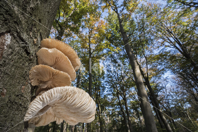 Porcelain fungus (Oudemansiella mucida)