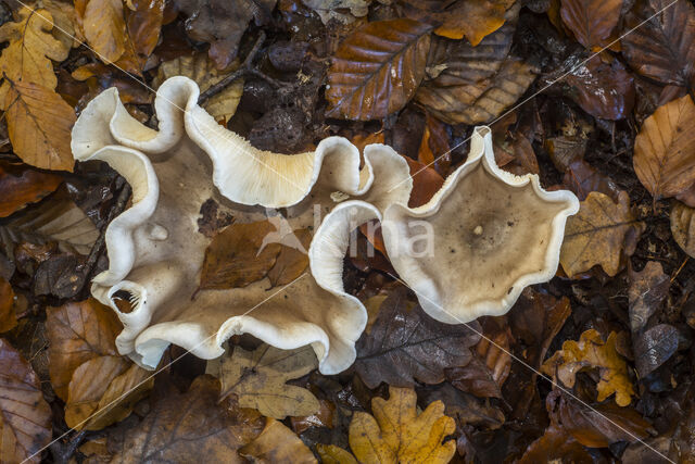 Fleecy Milk-cap (Lactarius vellereus)