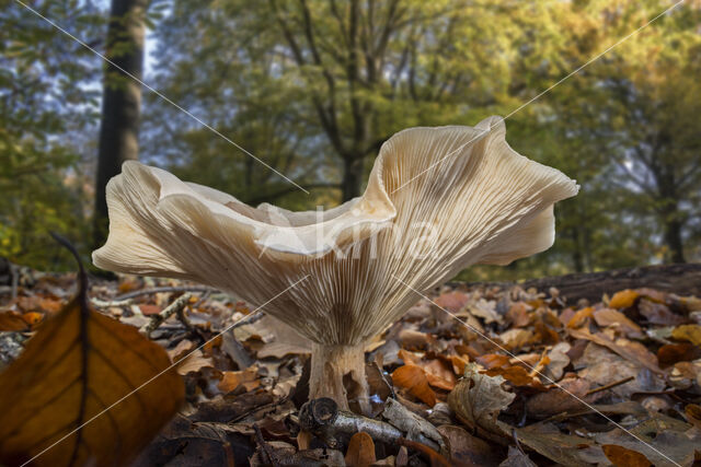 Fleecy Milk-cap (Lactarius vellereus)