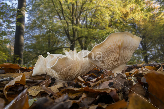 Schaapje (Lactarius vellereus)