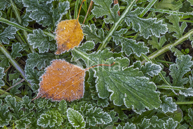 Ruwe berk (Betula pendula)