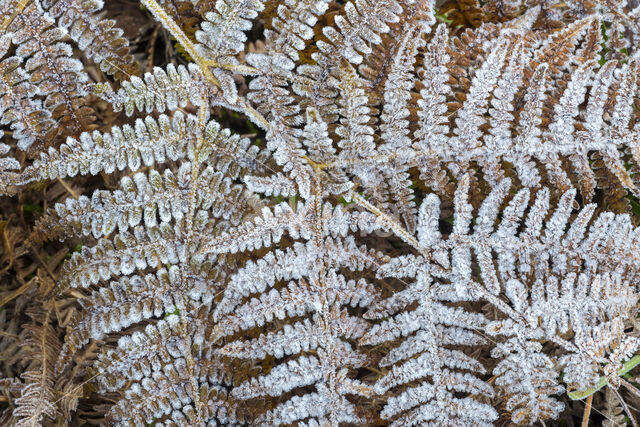 Western brackenfern (Pteridium aquilinum)