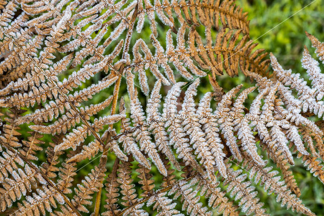 Western brackenfern (Pteridium aquilinum)