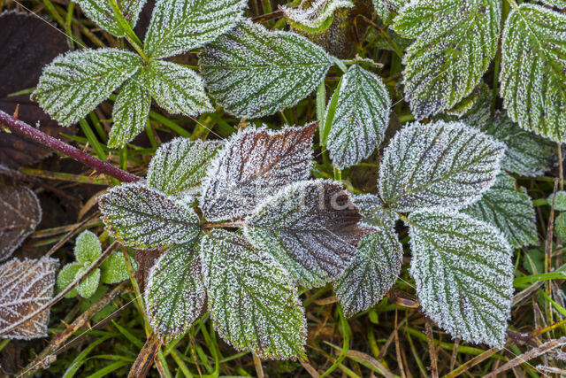 Gewone braam (Rubus fruticosus)