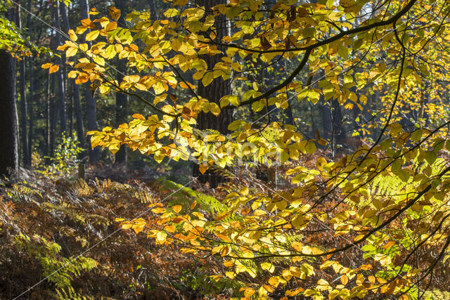 Beech (Fagus sylvatica)