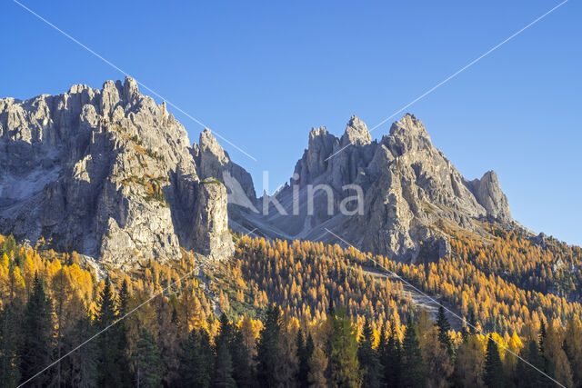 European Larch (Larix decidua)