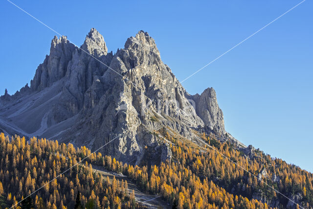 European Larch (Larix decidua)