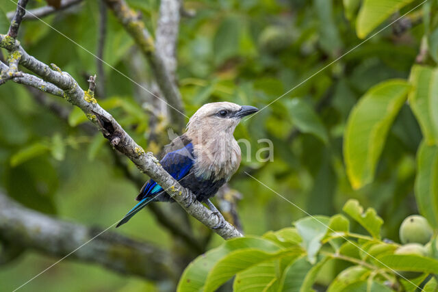 Blauwbuikscharrelaar (Coracias cyanogaster)