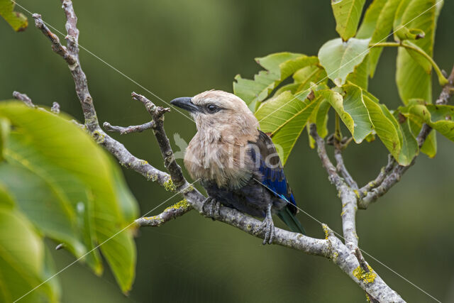 Blauwbuikscharrelaar (Coracias cyanogaster)