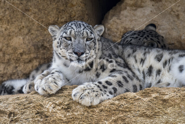 Snow leopard (Panthera uncia)