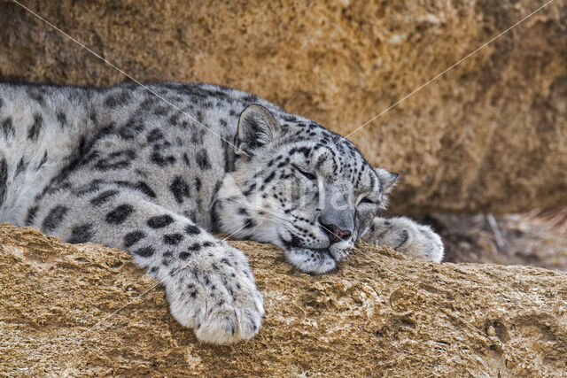 Snow leopard (Panthera uncia)