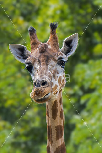 Northern giraffe / three-horned giraffe (Giraffa camelopardalis)