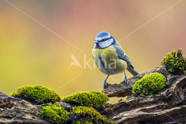 Blue Tit (Parus caeruleus)