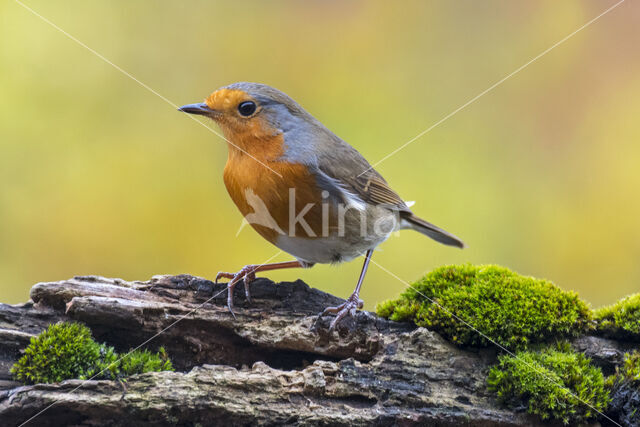 European Robin (Erithacus rubecula)