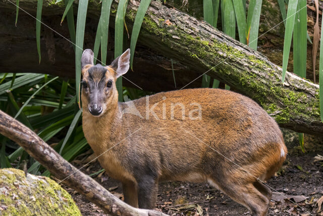 Reeves's Muntjac (Muntiacus reevesi)