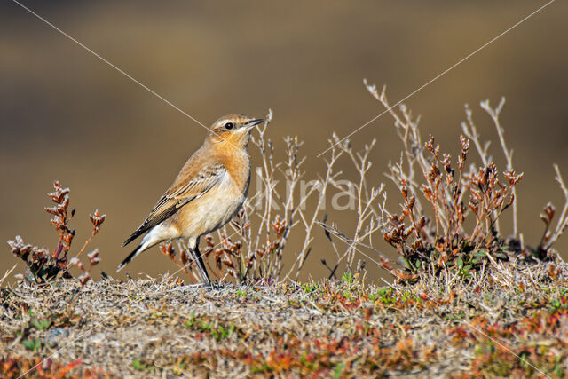 Northern Wheatear (Oenanthe oenanthe)