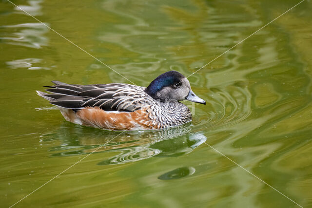 Chiloe Wigeon (Anas sibilatrix)