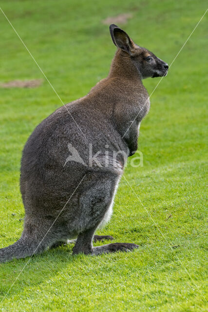 Roodhalswallabie (Macropus rufogriseus)