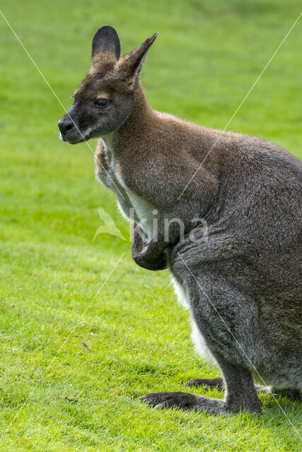 Roodhalswallabie (Macropus rufogriseus)