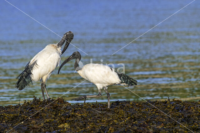 Heilige Ibis (Threskiornis aethiopicus)