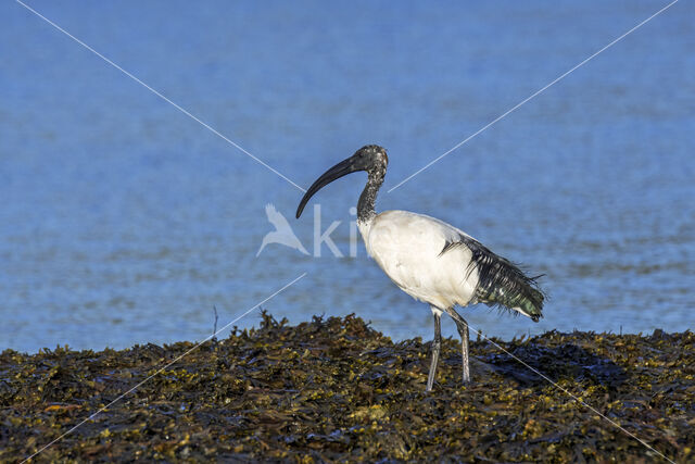 Sacred Ibis (Threskiornis aethiopicus)