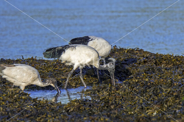 Sacred Ibis (Threskiornis aethiopicus)