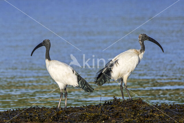 Heilige Ibis (Threskiornis aethiopicus)