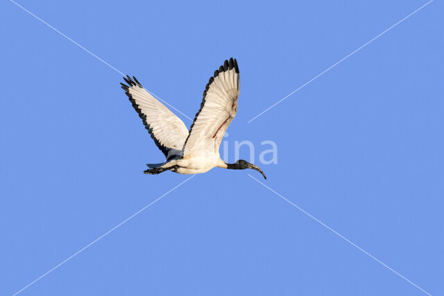 Sacred Ibis (Threskiornis aethiopicus)