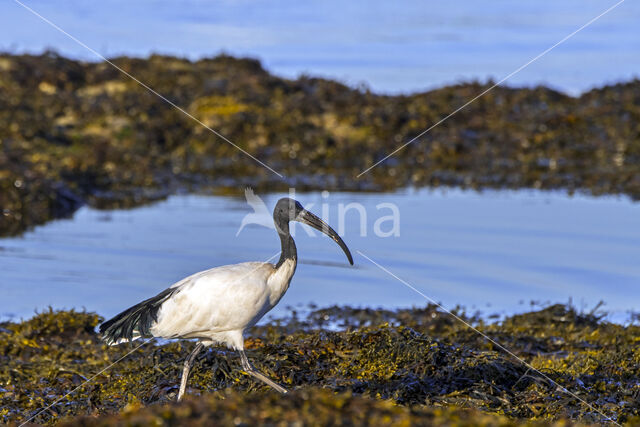 Sacred Ibis (Threskiornis aethiopicus)