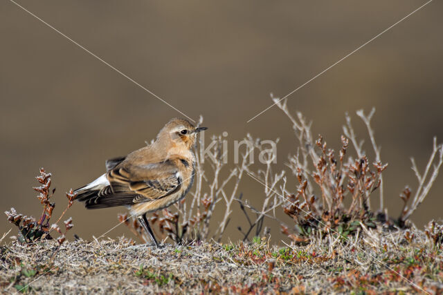 Northern Wheatear (Oenanthe oenanthe)