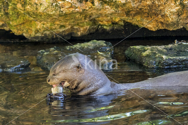 Reuzenotter (Pteronura brasiliensis)