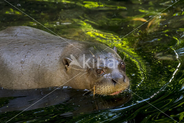 Giant Otter (Pteronura brasiliensis)